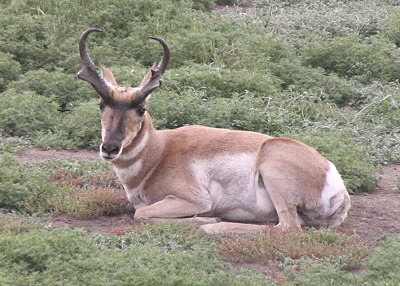 Pronghorn Männchen Pronghorn Männchen