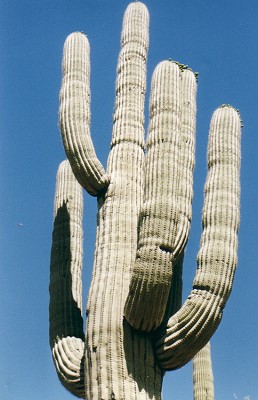 Organ Pipe Cactus Park 