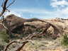 Landscape Arch
