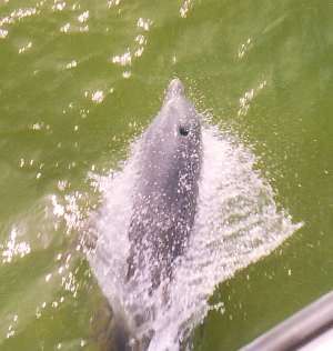 Ein Delfin, ich sehe einen Delfin