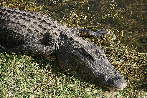 Alligator am Oasis Visitor Center Alligator am Oasis Visitor Center