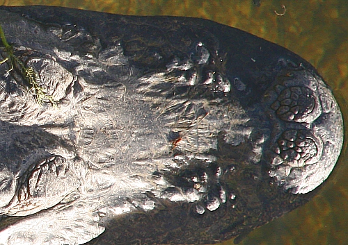 Alligator am Oasis Visitor Center Alligator am Oasis Visitor Center