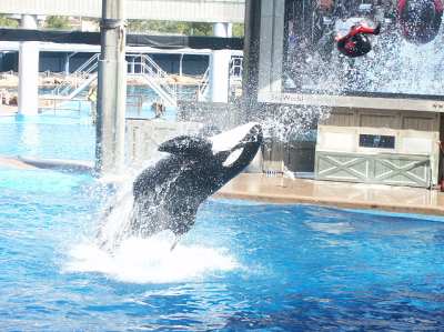 Shamu in Seaworld Orlando Shamu in Seaworld Orlando