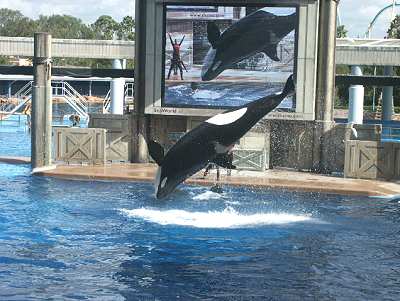 Shamu in Seaworld Orlando Shamu in Seaworld Orlando