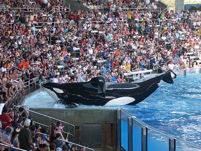 Shamu in Seaworld Orlando Shamu in Seaworld Orlando