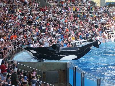 Shamu in Seaworld Orlando