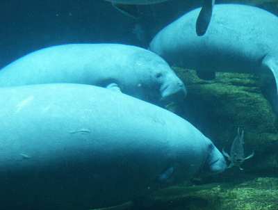 Manatees Manatees