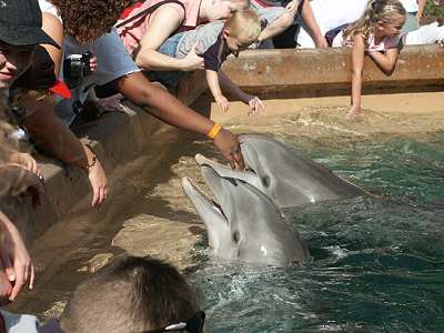 Dolphin Cove Dolphin Cove