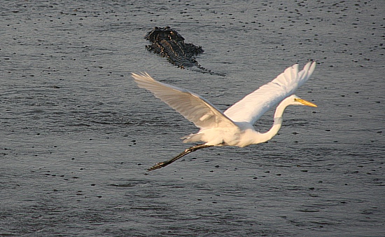 Huntington Beach State Park