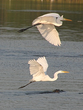 Huntington Beach State Park