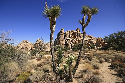Joshua Tree National Park Joshua Tree National Park