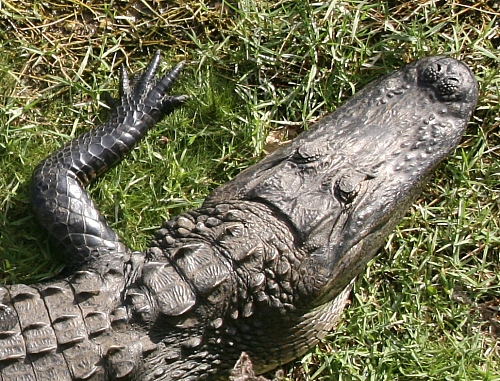 Gator am Oasis Visitors Center Gator am Oasis Visitors Center