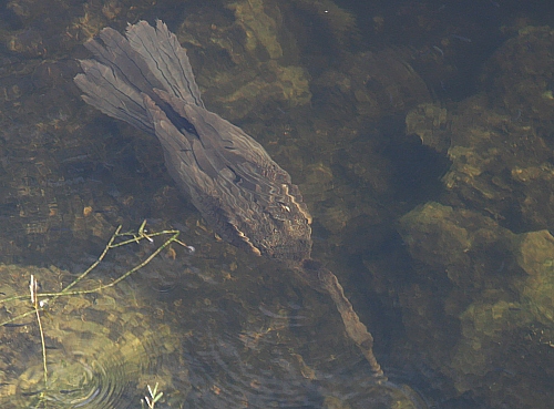 Ein tauchender Anhinga anhinga Ein tauchender Anhinga anhinga