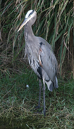 Ein Graureiher oder Blue Heron am Oasis Visitors Center Ein Graureiher oder Blue Heron am Oasis Visitors Center