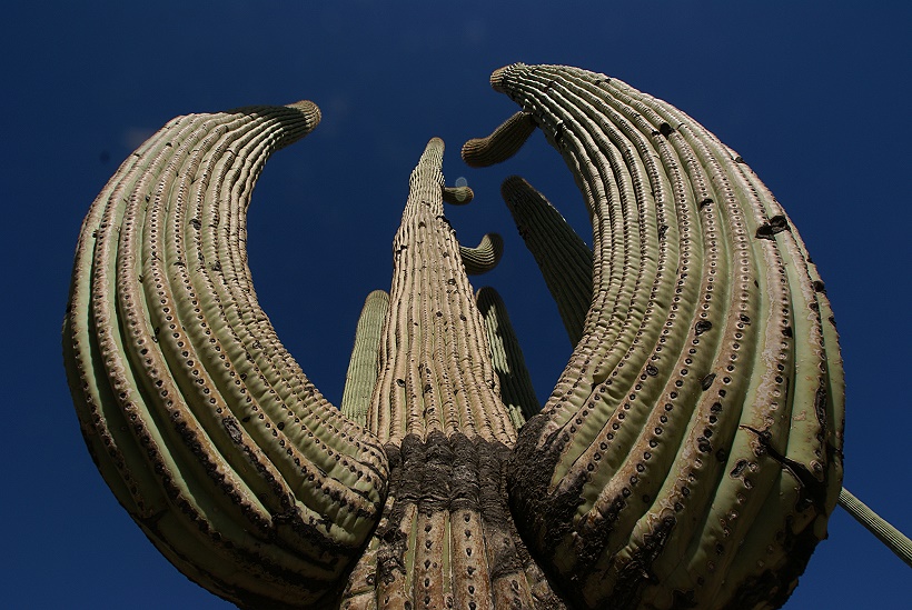 Saguaro National Park