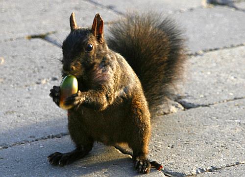 Lecker lecker Lecker lecker
