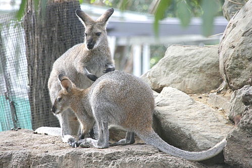Kngurus im Taronga Zoo