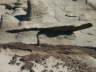 Bisti Wilderness Area