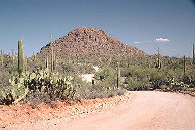 saguaro01