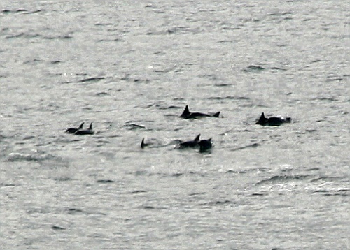 ein Trupp von bestimmt 20 Delfinen 