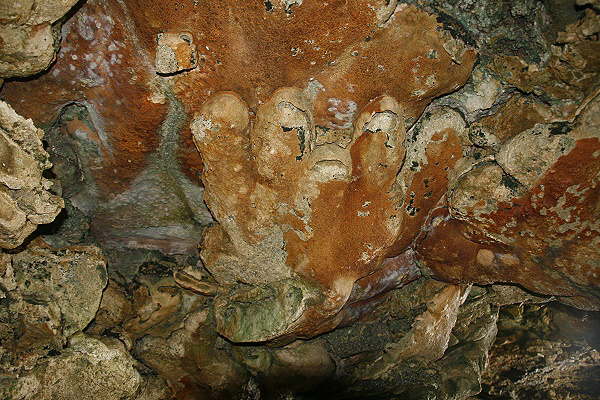 Animal Flower Cave