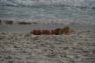 Crane Beach