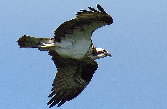 Ein Osprey oder Fischadler