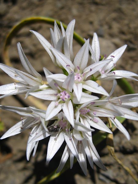 Cascade Lily