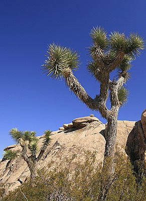 Joshua Tree National Park Joshua Tree National Park