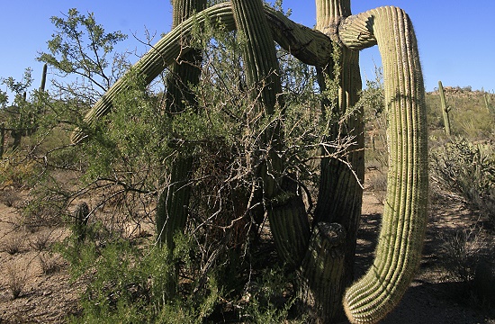 Saguaro National Park Saguaro National Park