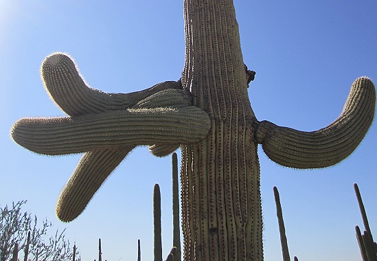 Saguaro National Park Saguaro National Park
