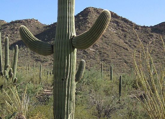 Saguaro National Park Saguaro National Park