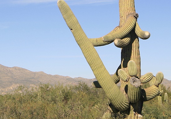 Saguaro National Park Saguaro National Park