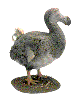Dodo