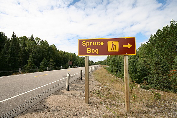 Spruce Bog