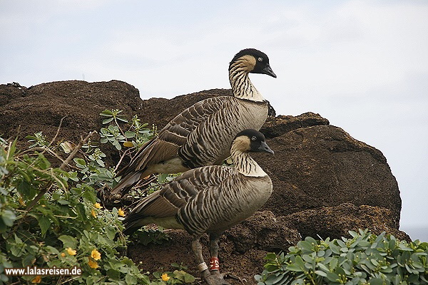 Hawaiian State Bird