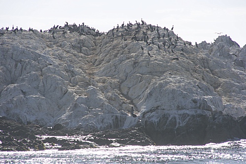 17 Mile Drive - Bird Rock - ein Seelöwe ist auch zu erkennen 17 Mile Drive - Bird Rock - ein Seelöwe ist auch zu erkennen