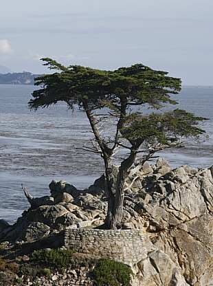 17 Mile Drive - The Lone Cypress