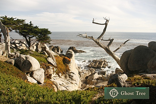 17 Mile Drive - Ghost Tree 17 Mile Drive - Ghost Tree
