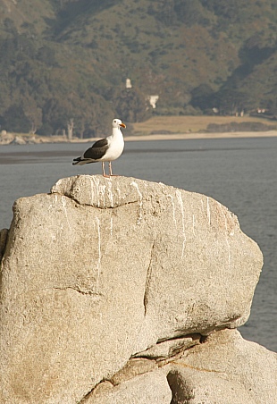 17 Mile Drive - Pescadero Point 17 Mile Drive - Pescadero Point