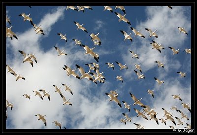 Vogelflug im Bosque del Apache