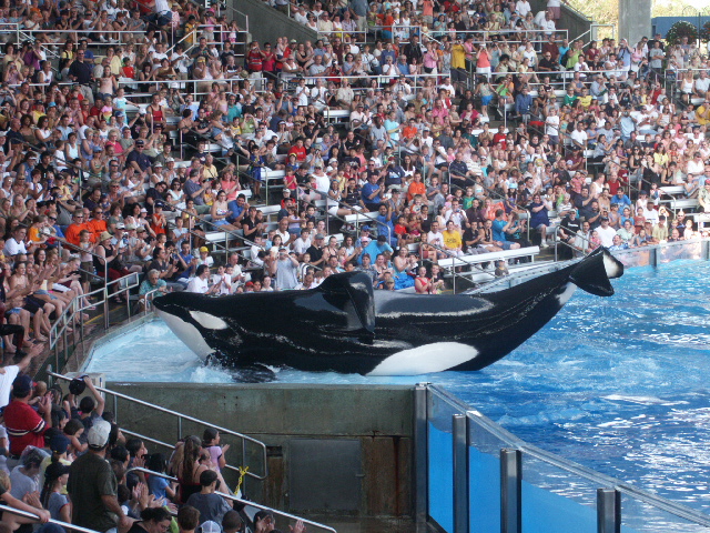 Shamu in Seaworld Orlando