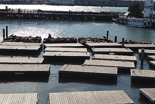 aber auf den Pontons räkeln sich nur wenige Seehunde aber auf den Pontons räkeln sich nur wenige Seehunde