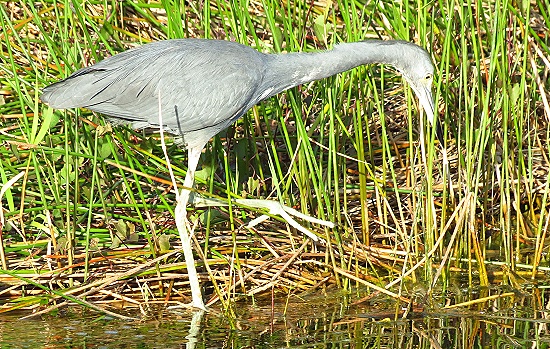 Everglades National Park - little blue heron