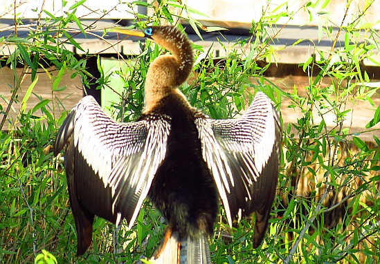 Everglades National Park - Anhinga