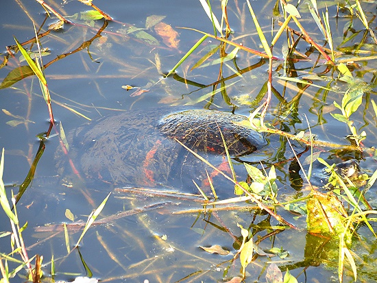 Everglades National Park - Schildkrte