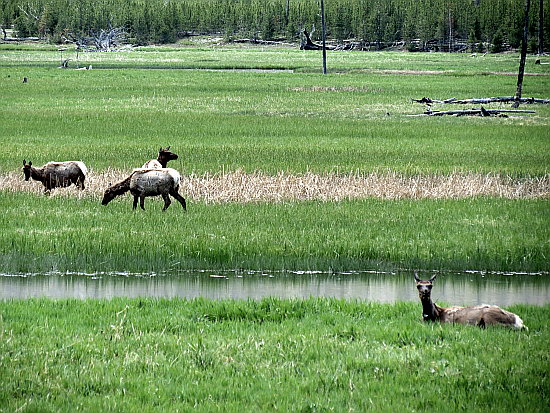 Mule Deers Mule Deers