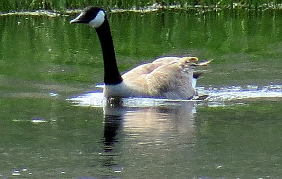 Mein lieber Schwan Mein lieber Schwan
