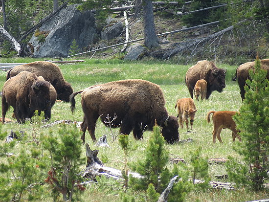Eine Bisonfamilie mit Kindern Eine Bisonfamilie mit Kindern