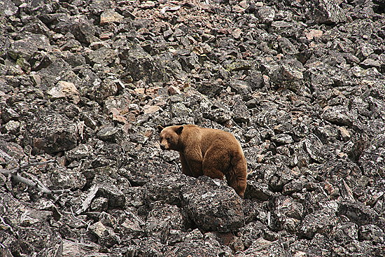 Grizzlybär Grizzlybär